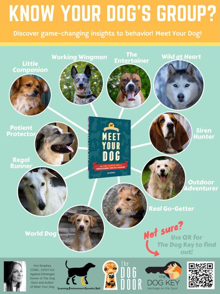 7 Categories of Dog Enrichment Ideas: Brain Games for your Dog - Wear Wag  Repeat